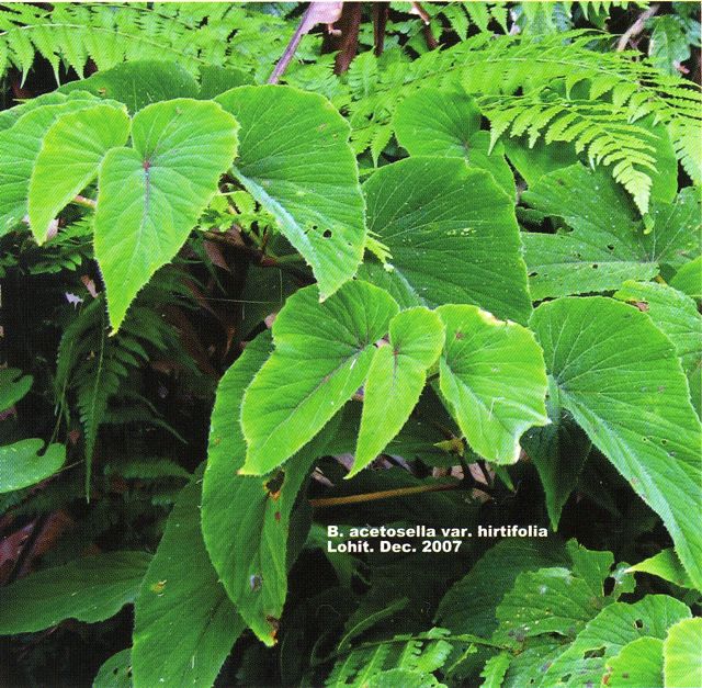 B. acetosella var. hirtifolia